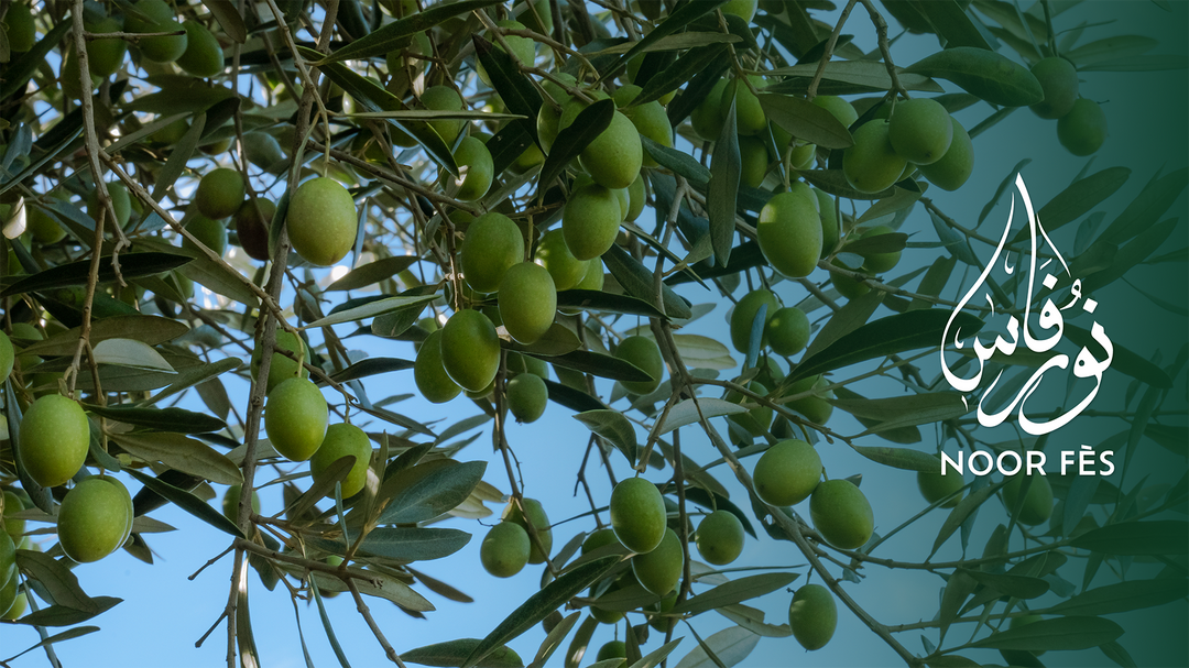 Quelle est la différence entre l'huile d'olive Noor Fès Intense et l'huile d'olive Noor Fès douce, on vous explique tout.